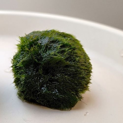 Coltivazione e cura del Marimo: l'alga palla da compagnia