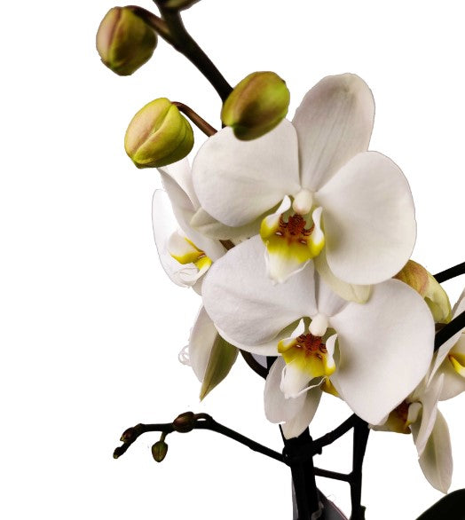 Orchidea bianca in vaso