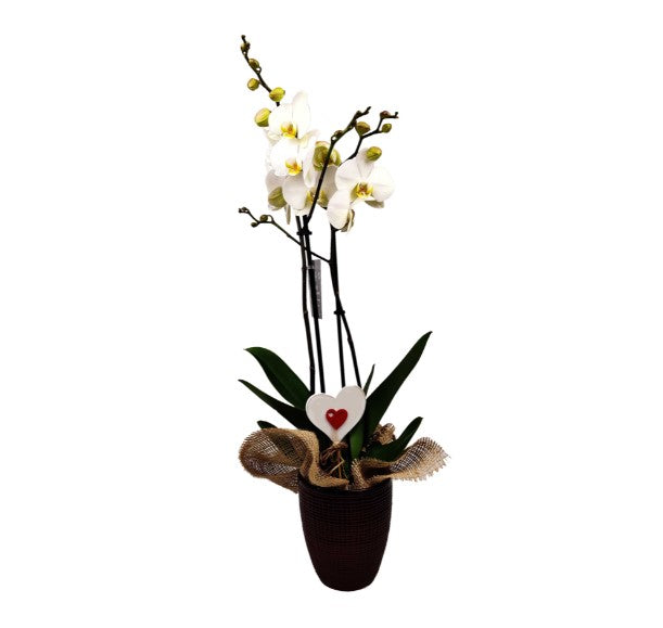 White orchid in pot