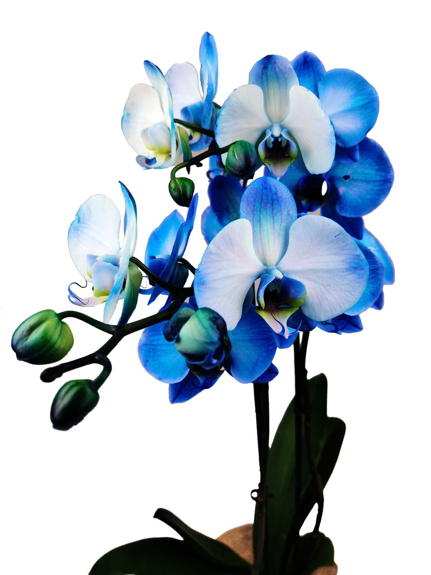 Orchidea blu in vaso