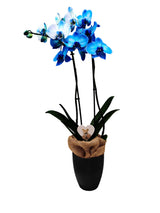 Blue orchid in pot