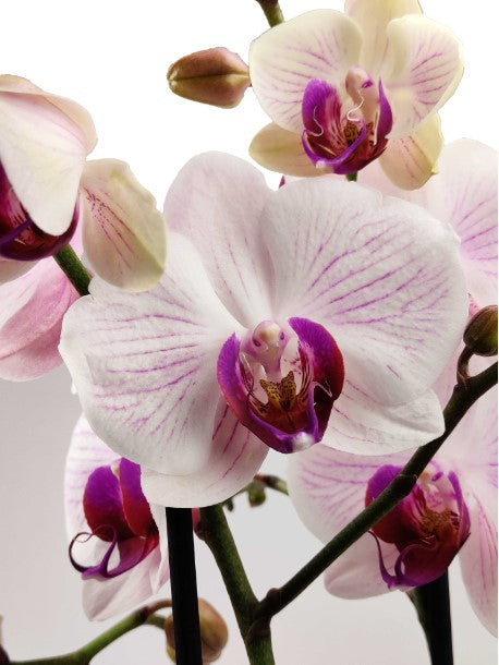 Orchidea rosa in vaso