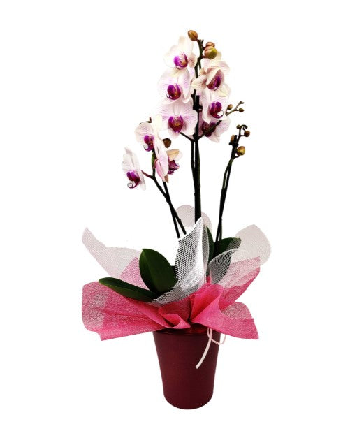 Pink orchid in pot