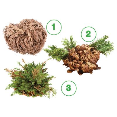 Rosa di Jericho con piattino - Iperverde