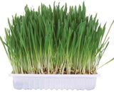 Small Pet Grass Seed Tray 100g - Trixie